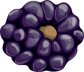 vector illustration of black berry