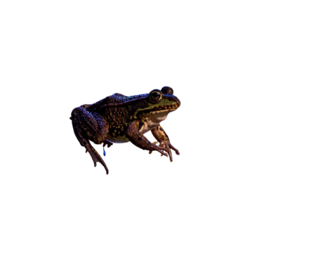 Frog Leaping Over Lily Pads at Night, Dramatic Lighting, Transparent PNG