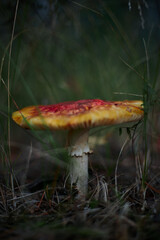 vibrant mushroom stands amidst lush green grass in a forest setting. early morning light highlights its unique colors, creating a striking visual against the natural backdrop