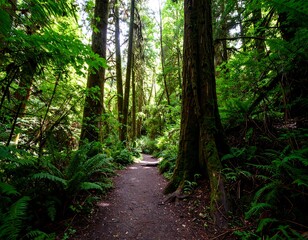 Lush forest path (3)