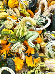 Colorful gourds for sale for Halloween and Thanksgiving holiday decorations