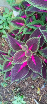coleus plant with vibrant purple and green leaves