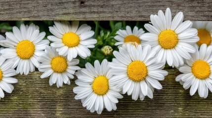 Obraz premium Vibrant daisies blooming along a rustic fence nature photography flower garden close-up view botanical concept