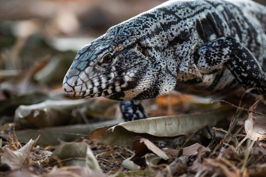 Black and white Tegu Lizard,Tupinambis merianae,Pantanal,Brazil
