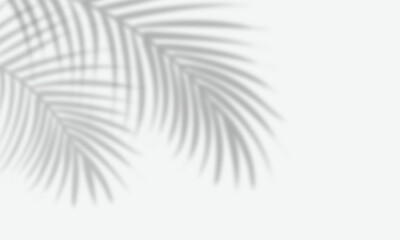 silhouette of palm leaf shadow overlay isolated on a white background © ikkiae01