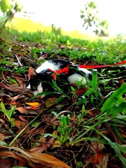 Close-up of colorful discarded items on a forest floor with lush green foliage in the background