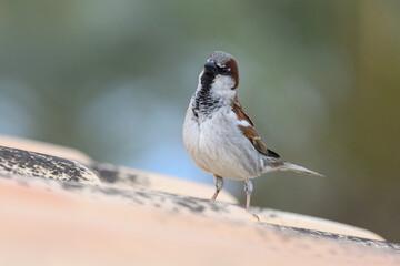 House Sparrow, Passer domesticus - adult male 
