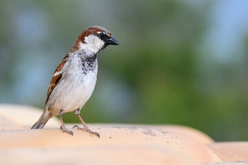 House Sparrow, Passer domesticus - adult male 