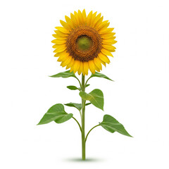 Fototapeta premium Ultra realistic full sunflower with green stem and leaves isolated on white background