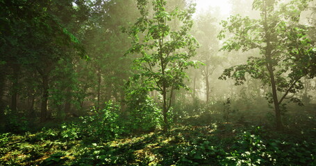 Obraz premium Morning light streams through towering trees, creating a tranquil atmosphere in a lush, green forest. Sun rays illuminate leaves and undergrowth, enhancing the natural beauty.