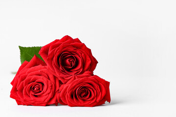Beautiful red rose flowers on grey background