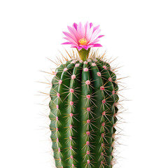 A cactus with a small pink flower, isolated on a transparent background