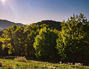 Fototapeta premium Sunlit hillside meadow and forest