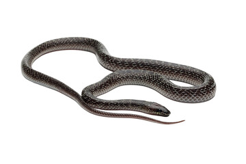 Fototapeta premium lycodon capucinus snake on isolated background, lycodon capucinus closeup on isolated background