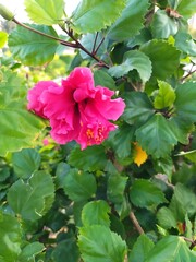 Fototapeta premium Vibrant pink double hibiscus flower blooms among lush green leaves in soft sunlight
