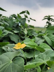 Vibrant yellow squash blossom amidst lush green leaves in a sunny garden