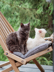 Grey and white cats sitting on a wooden chair in the pine forest.