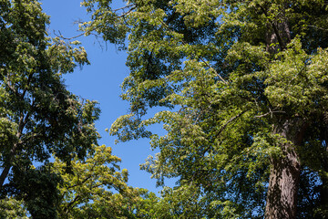 Blue summer sky between the leaves of the treetops