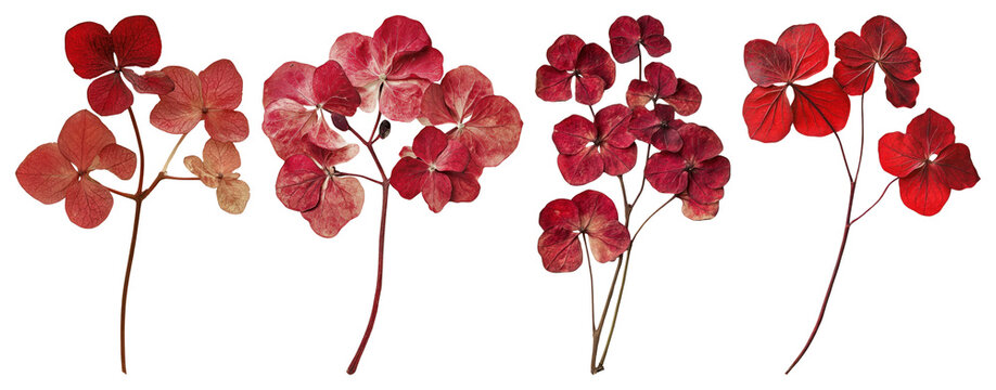PNG Vibrant red hydrangea blossoms, element set on transparent background