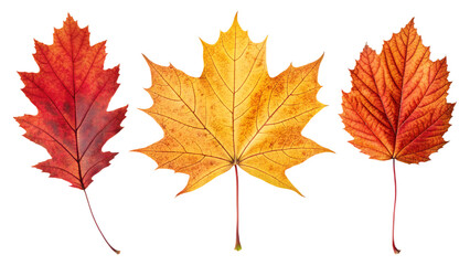 Obraz premium Autumn leaves set in realistic red, yellow, and orange colors, isolated on transparent background, PNG botanical pack