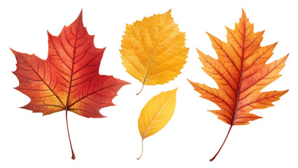 Autumn leaves set in realistic red, yellow, and orange colors, isolated on transparent background, PNG botanical pack