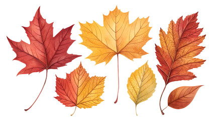 Autumn leaves set in realistic red, yellow, and orange colors, isolated on transparent background, PNG botanical pack