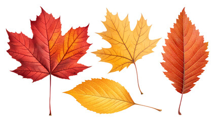 Fototapeta premium Autumn leaves set in realistic red, yellow, and orange colors, isolated on transparent background, PNG botanical pack