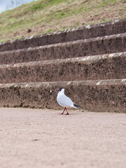 Black-headed full walks with a fish in its beak.