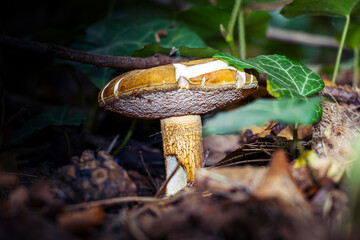 Der erste Pilz 2025!