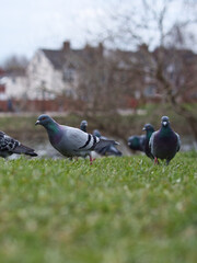 Rock pigeons on a grassy hill.