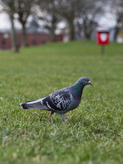 Rock pigeon on a grassy hill.  