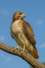 Red Tailed Hawk Perched on a Branch