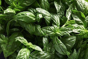 Texture of fresh green basil leaves as background