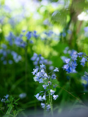 Common bluebell. 