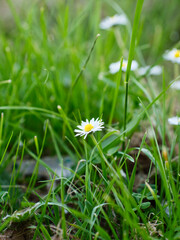 Common daisy. 