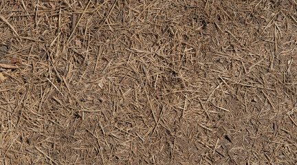 Dry straw texture background on the ground