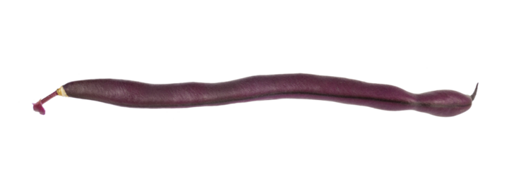 Phaseolus vulgaris or blue climbing bean food isolated on white or transparent png