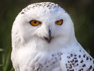 snowy owl portrait