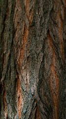 Tree bark close-up texture