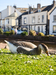 Chinese goose on the grassy bank of a river