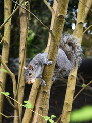 A squirrel in a tree with a peanut in its mouth. 