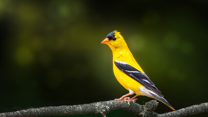 goldfinch on branch