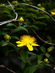 St John's-wort. 