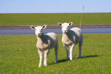 Nahaufnahme von zwei Lämmern vor dem Hintergrund des Wasserkanals am Deich