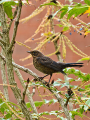 A juvenile Eurasian blackbird perched in a tree. 