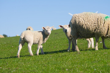 Zwei Lämmer verstecken sich hinter ihrer Mutter und strecken die Zunge raus