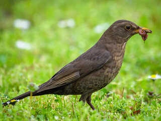 bird on the grass with prey