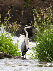 A grey heron standing in a moving river. 