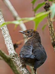 A juvenile Eurasian blackbird perched in a tree. 
