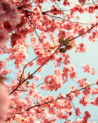 Blumen Bäume mit Himmel